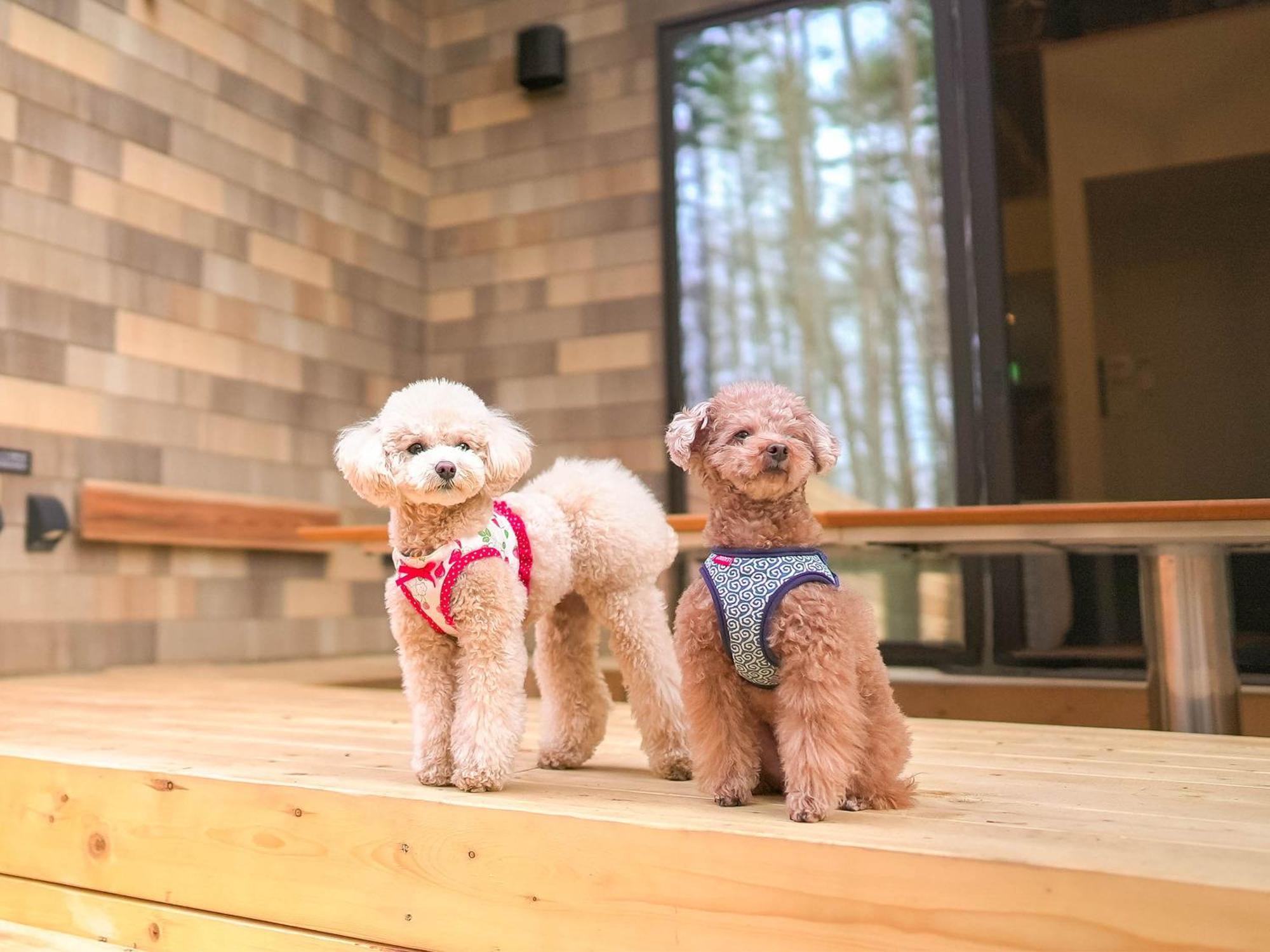 Rakuten Stay Villa Fujikawaguchiko Forest מראה חיצוני תמונה